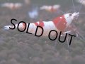 093　H【4＋1】愛知の人気ブランドも超特価放出！Y's Bee