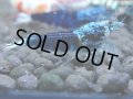010　R【4＋1】イベントお宝残りを超特価大放出！新種系色々MIX