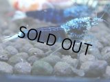 010　R【4＋1】イベントお宝残りを超特価大放出！新種系色々MIX