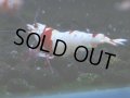 053　C【4＋1】SHRIMP AWARD3連覇ブランドも超特価放出！SUPER FARM O2