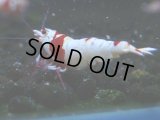 053　C【4＋1】SHRIMP AWARD3連覇ブランドも超特価放出！SUPER FARM O2