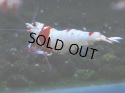 画像1: 053　C【4＋1】SHRIMP AWARD3連覇ブランドも超特価放出！SUPER FARM O2
