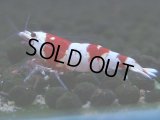 078　C【4＋1】SHRIMP AWARD3連覇ブランドも超特価放出！SUPER FARM O2