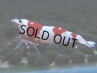 078　C【4＋1】SHRIMP AWARD3連覇ブランドも超特価放出！SUPER FARM O2