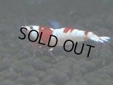 079　C【4＋1】SHRIMP AWARD3連覇ブランドも超特価放出！SUPER FARM O2