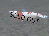 079　C【4＋1】SHRIMP AWARD3連覇ブランドも超特価放出！SUPER FARM O2
