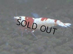 画像1: 079　C【4＋1】SHRIMP AWARD3連覇ブランドも超特価放出！SUPER FARM O2