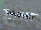 040　R【4＋1】イベントお宝残りを超特価大放出！新種系色々MIX
