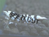 040　R【4＋1】イベントお宝残りを超特価大放出！新種系色々MIX