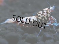 028　R【4＋1】イベントお宝残りを超特価大放出！新種系色々MIX