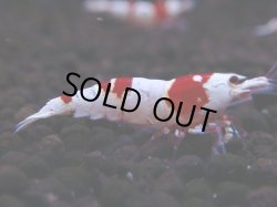画像1: 083　H【4＋1】愛知の人気ブランドも超特価放出！Y's Bee