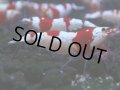 051　C【4＋1】SHRIMP AWARD3連覇ブランドも超特価放出！SUPER FARM O2