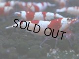 051　C【4＋1】SHRIMP AWARD3連覇ブランドも超特価放出！SUPER FARM O2