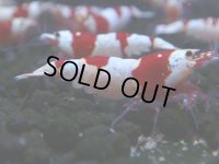 051　C【4＋1】SHRIMP AWARD3連覇ブランドも超特価放出！SUPER FARM O2