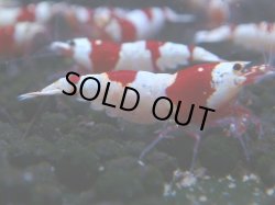 画像1: 051　C【4＋1】SHRIMP AWARD3連覇ブランドも超特価放出！SUPER FARM O2