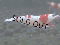 060　C【4＋1】SHRIMP AWARD3連覇ブランドも超特価放出！SUPER FARM O2