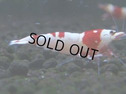 画像1: 060　C【4＋1】SHRIMP AWARD3連覇ブランドも超特価放出！SUPER FARM O2