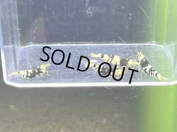 画像2: 002　C【4＋1】HY shrimp BFT2ペア4匹セット＊4＋1イベント１点扱い