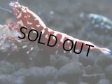 044　R【4＋1】イベントお宝残りを超特価大放出！新種系色々MIX
