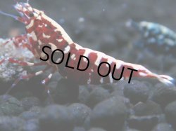 画像1: 044　R【4＋1】イベントお宝残りを超特価大放出！新種系色々MIX