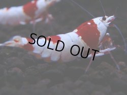 画像1: 084　H【4＋1】愛知の人気ブランドも超特価放出！Y's Bee