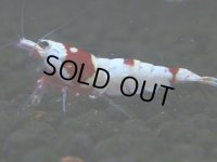 054　C【4＋1】SHRIMP AWARD3連覇ブランドも超特価放出！SUPER FARM O2