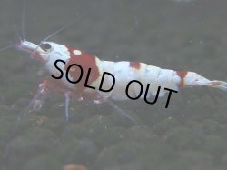 画像1: 054　C【4＋1】SHRIMP AWARD3連覇ブランドも超特価放出！SUPER FARM O2