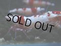 077　C【4＋1】SHRIMP AWARD3連覇ブランドも超特価放出！SUPER FARM O2