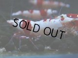 077　C【4＋1】SHRIMP AWARD3連覇ブランドも超特価放出！SUPER FARM O2
