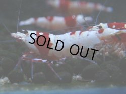 画像1: 077　C【4＋1】SHRIMP AWARD3連覇ブランドも超特価放出！SUPER FARM O2