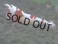 080　C【4＋1】SHRIMP AWARD3連覇ブランドも超特価放出！SUPER FARM O2