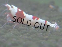 080　C【4＋1】SHRIMP AWARD3連覇ブランドも超特価放出！SUPER FARM O2