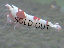 画像1: 080　C【4＋1】SHRIMP AWARD3連覇ブランドも超特価放出！SUPER FARM O2