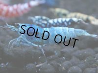 012　R【4＋1】イベントお宝残りを超特価大放出！新種系色々MIX