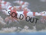 061　C【4＋1】SHRIMP AWARD3連覇ブランドも超特価放出！SUPER FARM O2