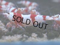 061　C【4＋1】SHRIMP AWARD3連覇ブランドも超特価放出！SUPER FARM O2