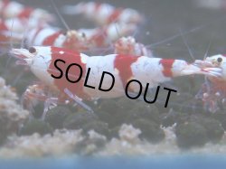 画像1: 061　C【4＋1】SHRIMP AWARD3連覇ブランドも超特価放出！SUPER FARM O2
