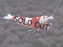 画像1: 100　H【4＋1】愛知の人気ブランドも超特価放出！Y's Bee ＊次回7日10時00分予定となります（本日ナイトバーゲンはありません）