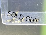 002　C【4＋1】HY shrimp BFT2ペア4匹セット＊4＋1イベント１点扱い