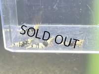 002　C【4＋1】HY shrimp BFT2ペア4匹セット＊4＋1イベント１点扱い
