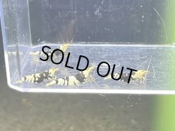 画像1: 002　C【4＋1】HY shrimp BFT2ペア4匹セット＊4＋1イベント１点扱い