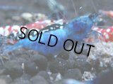 035　R【4＋1】イベントお宝残りを超特価大放出！新種系色々MIX