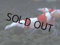 065　C【4＋1】SHRIMP AWARD3連覇ブランドも超特価放出！SUPER FARM O2