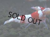 065　C【4＋1】SHRIMP AWARD3連覇ブランドも超特価放出！SUPER FARM O2