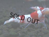 065　C【4＋1】SHRIMP AWARD3連覇ブランドも超特価放出！SUPER FARM O2