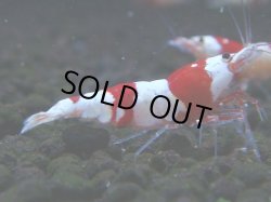 画像1: 065　C【4＋1】SHRIMP AWARD3連覇ブランドも超特価放出！SUPER FARM O2