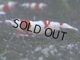 052　C【4＋1】SHRIMP AWARD3連覇ブランドも超特価放出！SUPER FARM O2