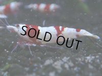 052　C【4＋1】SHRIMP AWARD3連覇ブランドも超特価放出！SUPER FARM O2