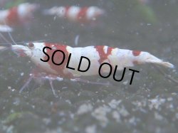 画像1: 052　C【4＋1】SHRIMP AWARD3連覇ブランドも超特価放出！SUPER FARM O2