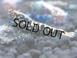 005　R【4＋1】イベントお宝残りを超特価大放出！新種系色々MIX